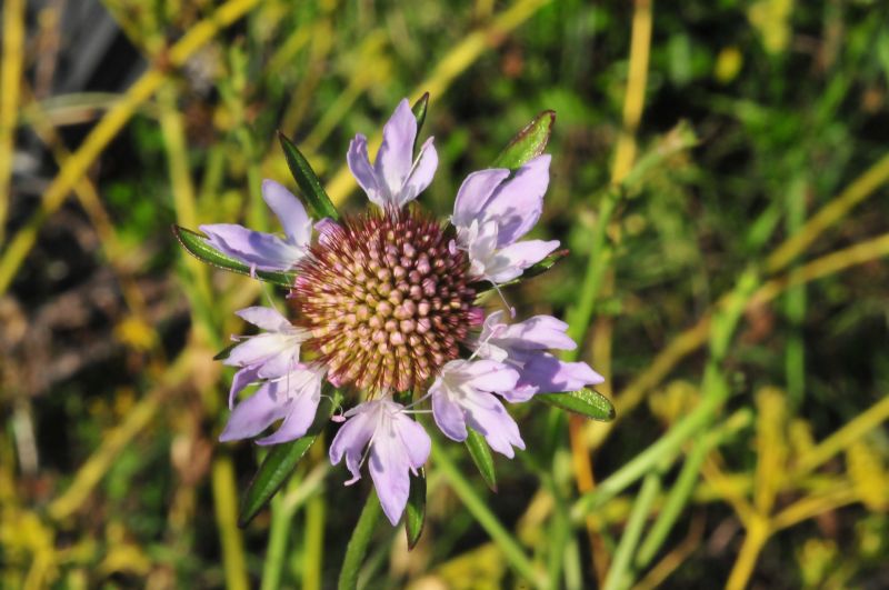Sixalix atropurpurea / Vedovina marittima